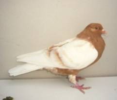 Blaubunte und Gimpelkreuzungen 2009 007