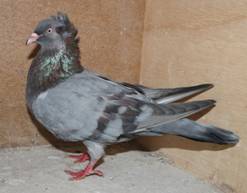 Platinum bar 1 IMG_4863.jpg