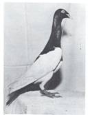 Tauben scan  M�rz 2009 004