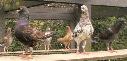 Deutsche Modeneservielfarben Ernsthausen 046.jpg