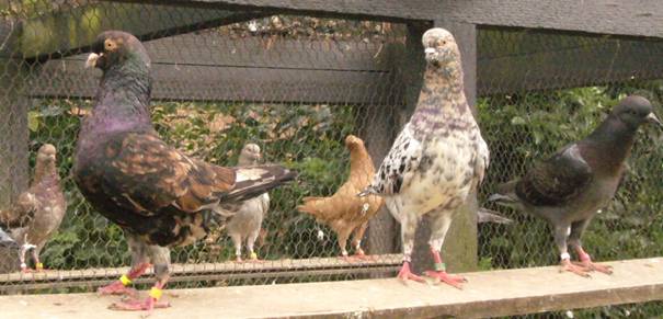 Deutsche Modeneservielfarben Ernsthausen 046.jpg