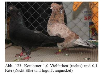 Komorner Vielfarbige.JPG