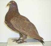 Tuerkische Taube web.jpg