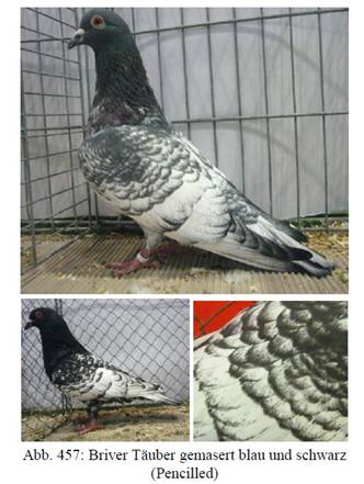 Pencil Briver Blau und Schwarzk�pfe.JPG