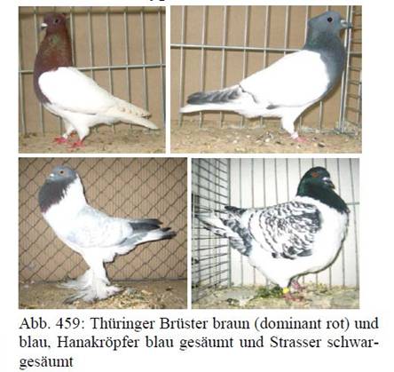 Pencil Strasser Hanakr�pfer.JPG
