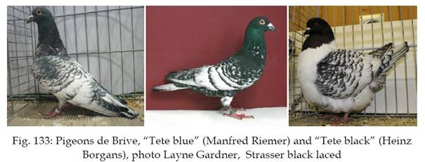 Pencil Pigeon Genetics.JPG