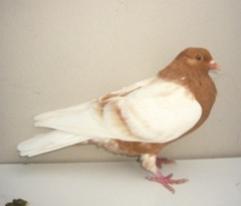 Blaubunte und Gimpelkreuzungen 2009 007