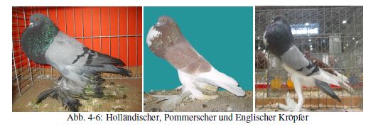 Kropftaubenhaltung Taubenrassen.JPG