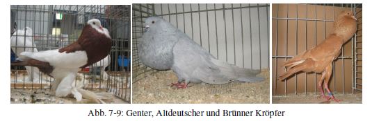 Kropftaubenhaltung Genter Altddeutscher.JPG