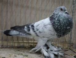 Pommernkr�pfer blauschimmmel.jpg