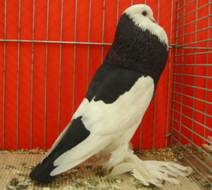 Nürnberg I 06 180.jpg