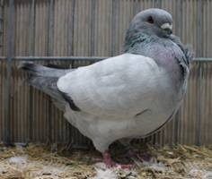 Barbet IMG_3637 klein.jpg