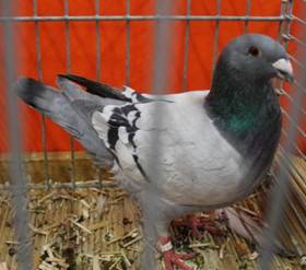 IMG_4285 Niederl�ndischer blau.jpg