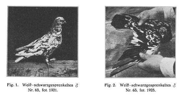 Stipper weiss schwarzgesprenkelt.JPG