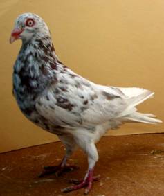 Rotsprenkel 112-1296_IMG.jpg