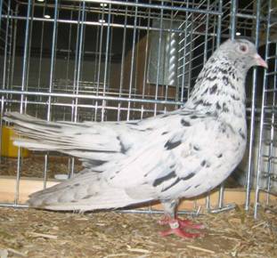 188 Orientalischer Roller Silbersprenkel 156-5636_IMG.jpg