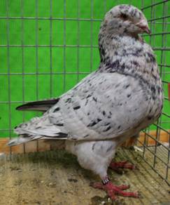 IMG_6722 Giant Homer Silbersprenkel.jpg