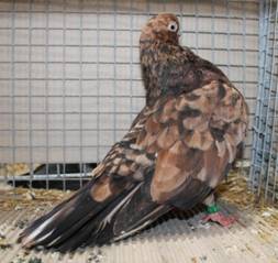 IMG_3771 Almond ESF Leipzig 2015.jpg