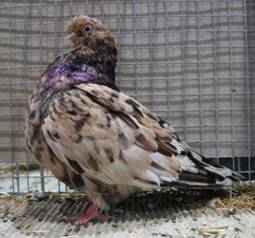 IMG_3769 EF Almond Leipzig 2015.jpg