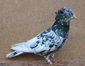 Schwarzsprenkel 100-0061_IMG.jpg