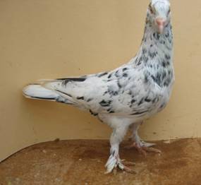 Blausprenkel 119-1998_IMG.jpg