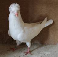 St spalterbig no 5 2013 IMG_8326.jpg