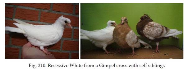 Gimpel rezessiv wei�.JPG