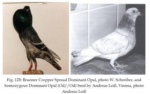 Dominant Opal rein und spalterbig.JPG