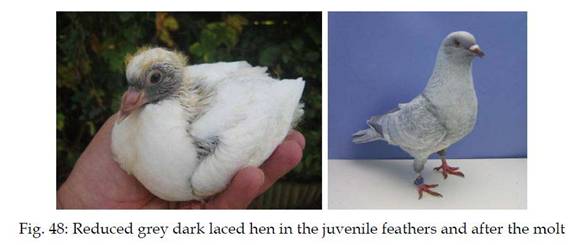 Reduced Weibchen.jpg