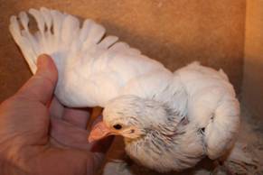 Frosty 2016 klein IMG_7160.jpg